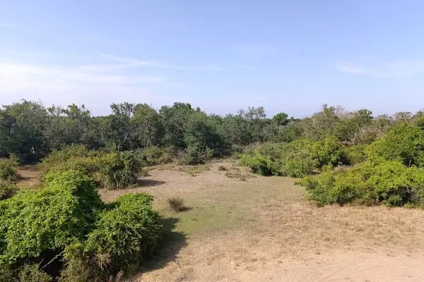Karacabey Longoz Ormanları - Resim 15