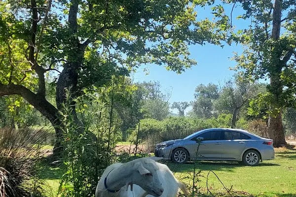 Karacabey Longoz Ormanları - Resim 17