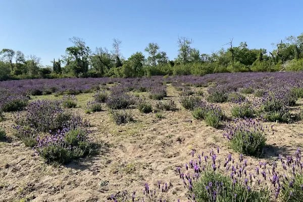 Karacabey Longoz Ormanları - Resim 19