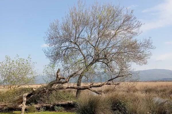 Karacabey Longoz Ormanları - Resim 14