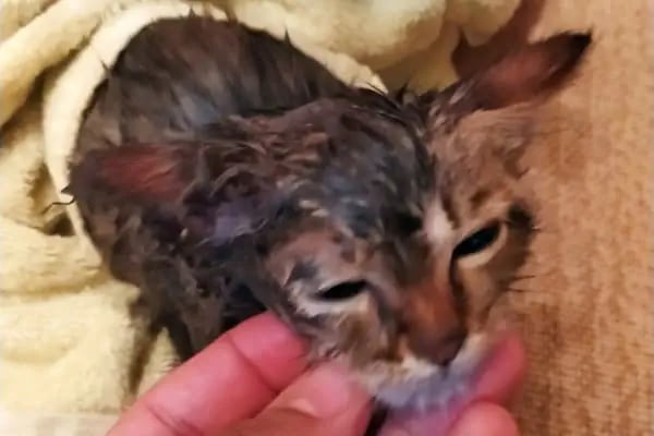 Vetar Veteriner Kliniği Dr. Arıkan Gürel - Resim 14