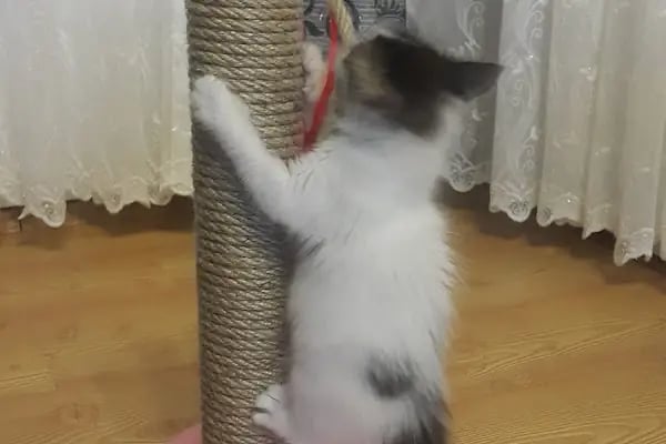 Vetar Veteriner Kliniği Dr. Arıkan Gürel - Resim 11