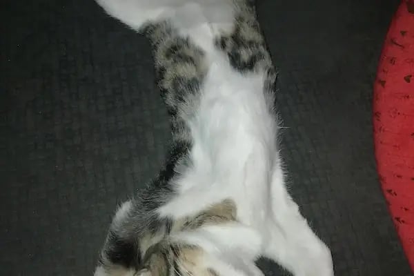 Vetar Veteriner Kliniği Dr. Arıkan Gürel - Resim 15