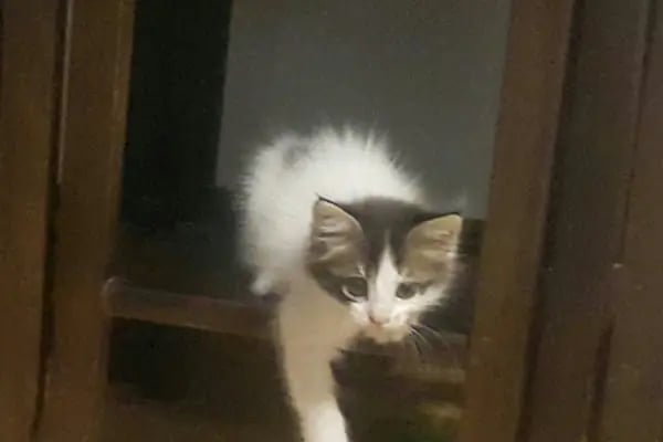 Vetar Veteriner Kliniği Dr. Arıkan Gürel - Resim 10