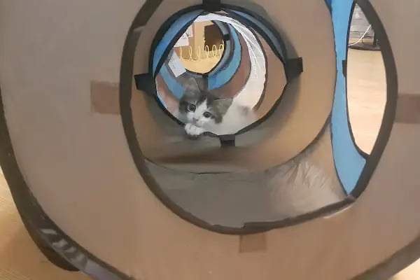 Vetar Veteriner Kliniği Dr. Arıkan Gürel - Resim 18