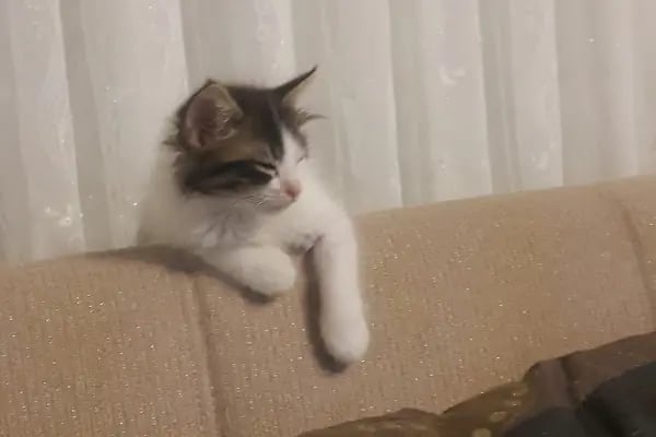 Vetar Veteriner Kliniği Dr. Arıkan Gürel - Resim 7