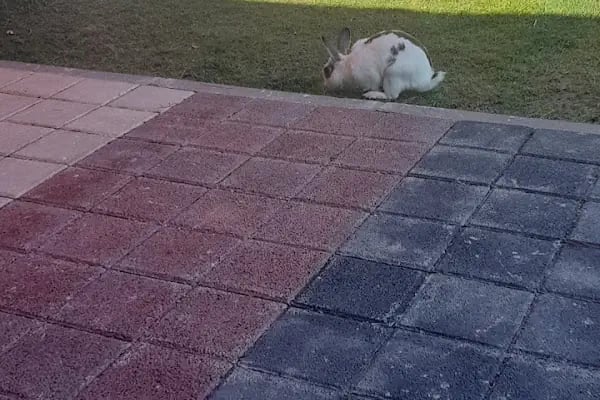 Gürsu Belediyesi Hayvan Bakım ve Rehabilitasyon Merkezi - Resim 17