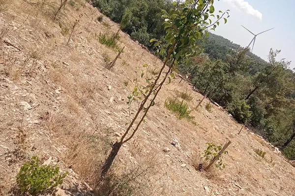 Kızılcaova Köy Kahvesi - Resim 5