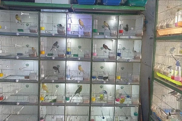 Eylül Pet Shop - Resim 3