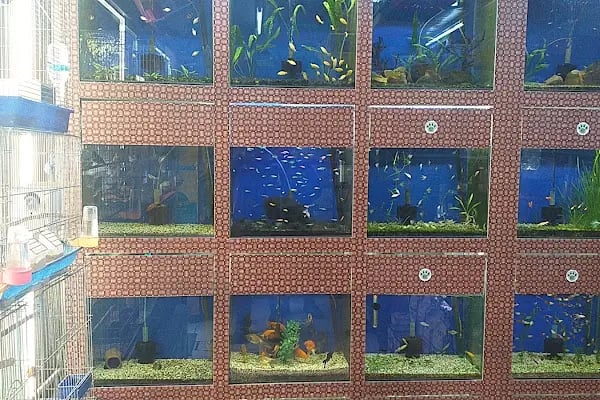 Eylül Pet Shop - Resim 5