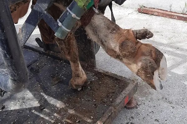 Asya veteriner kliniği - Resim 12