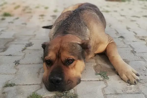 Asya veteriner kliniği - Resim 1