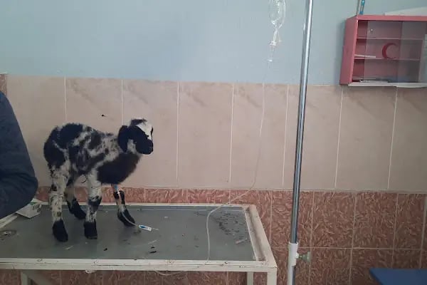 Asya veteriner kliniği - Resim 10