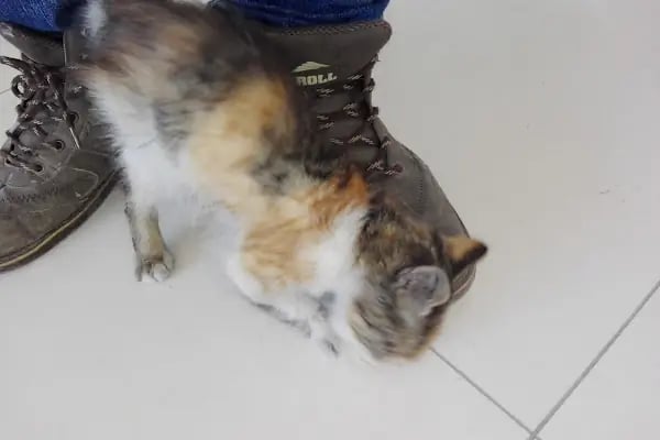 Asya veteriner kliniği - Resim 6