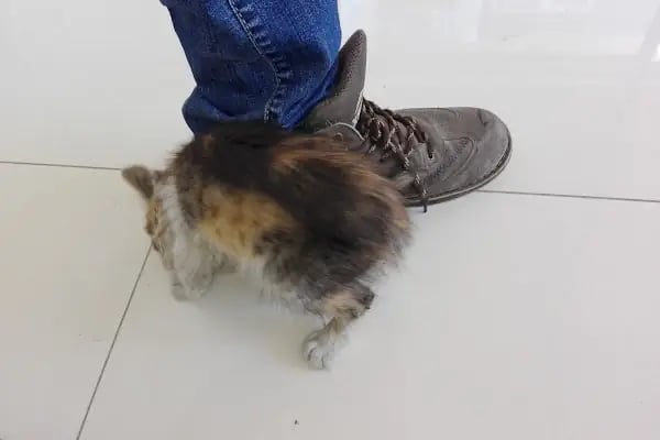 Asya veteriner kliniği - Resim 17