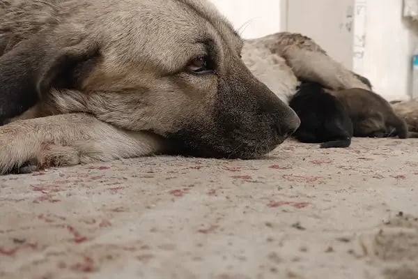 kOlympols Veteriner Kliniği - Resim 9