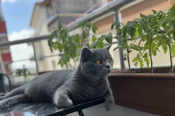 Vega Veteriner Tıp Merkezi Mamak - Resim 18