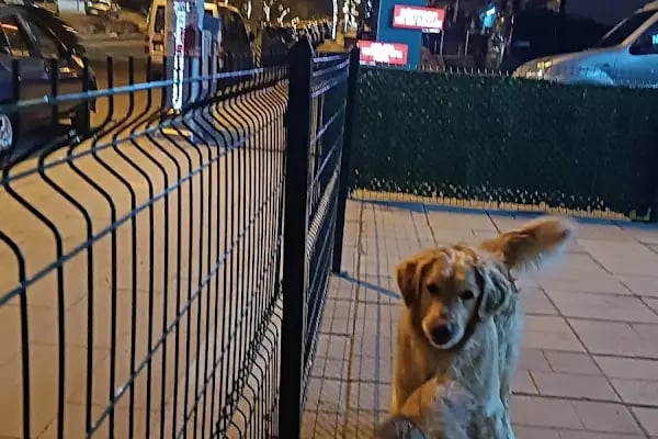 Vega Veteriner Tıp Merkezi Mamak - Resim 17