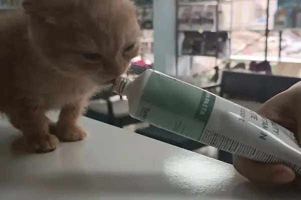 Vega Veteriner Tıp Merkezi Mamak - Resim 20