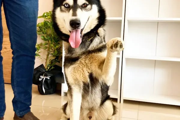 Özel Demre Park Pati Veteriner Kliniği - Resim 8