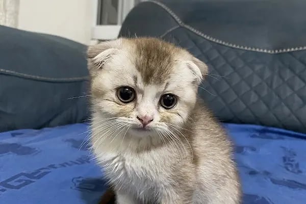Özel Demre Park Pati Veteriner Kliniği - Resim 7