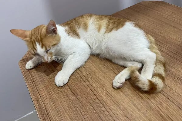 Özel Demre Park Pati Veteriner Kliniği - Resim 6