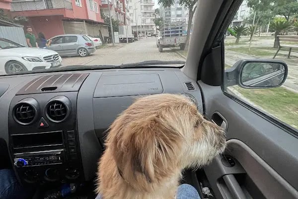 Özel Demre Park Pati Veteriner Kliniği - Resim 20