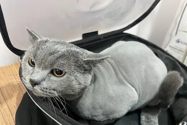 Özel Demre Park Pati Veteriner Kliniği - Resim 4