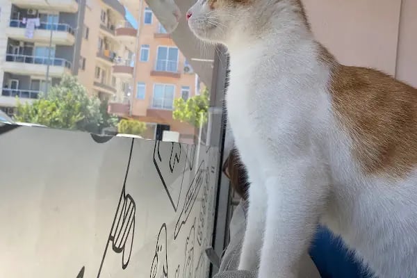 Özel Demre Park Pati Veteriner Kliniği - Resim 10