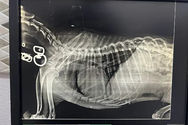Özel Demre Park Pati Veteriner Kliniği - Resim 3