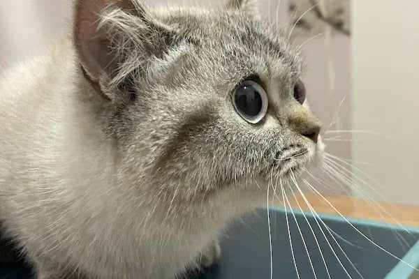 Özel Demre Park Pati Veteriner Kliniği - Resim 11