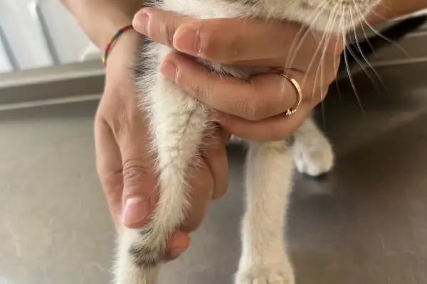 Özel Demre Park Pati Veteriner Kliniği - Resim 17
