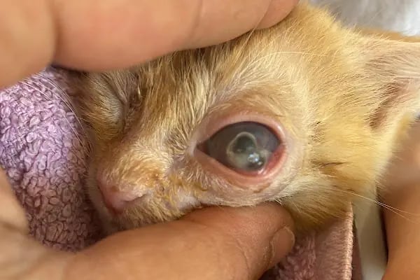 Özel Demre Park Pati Veteriner Kliniği - Resim 16