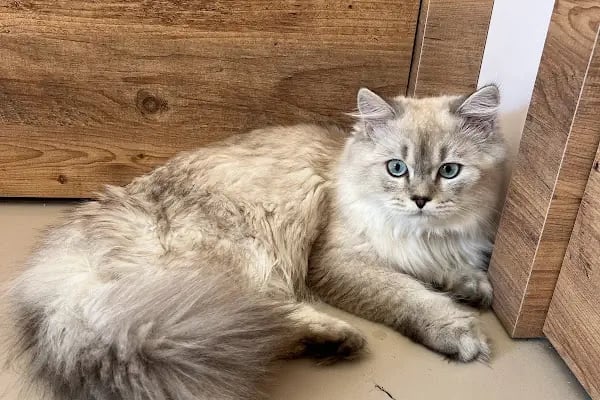 Özel Demre Park Pati Veteriner Kliniği - Resim 15