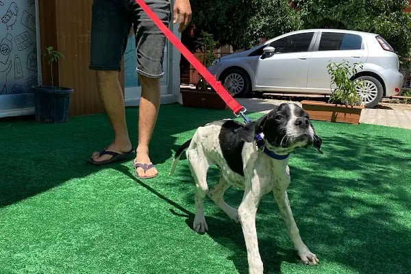 Özel Demre Park Pati Veteriner Kliniği - Resim 18