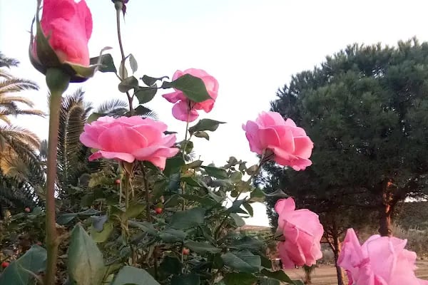 Cayagzi Kampi - Resim 14