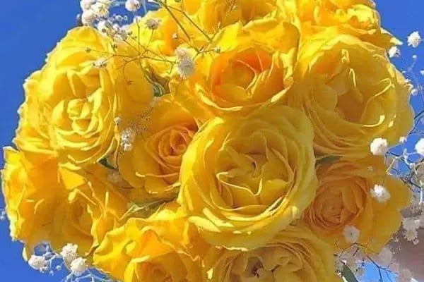 Malatya Sebze Meyve Hali - Resim 16