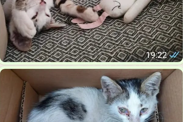 PETAMOR VETERİNER KLİNİĞİ - Resim 13