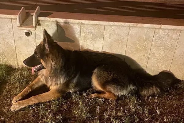 PETAMOR VETERİNER KLİNİĞİ - Resim 8