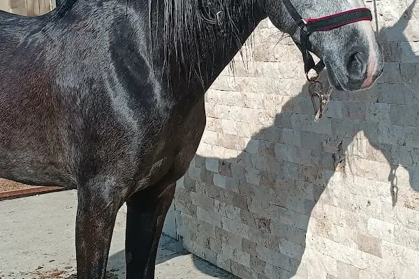 Manisa Atlı Spor Kulubü - Resim 18