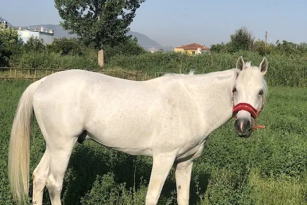 Manisa Atlı Spor Kulubü - Resim 13