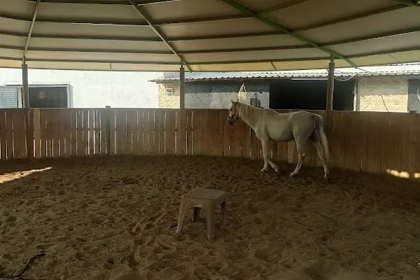 Manisa Atlı Spor Kulubü - Resim 9