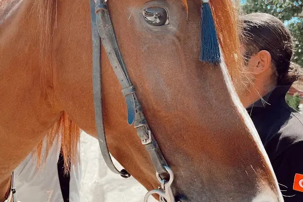 Manisa Atlı Spor Kulubü - Resim 12