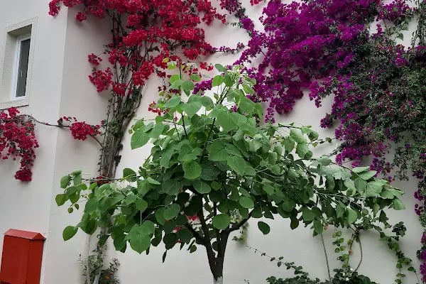 GoaSpa Bodrum - Resim 2