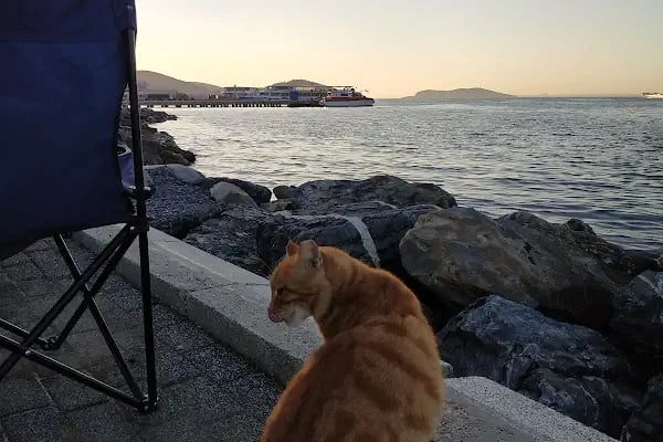 Prinkipo Meyhanesi Fıstık Ahmet - Resim 18
