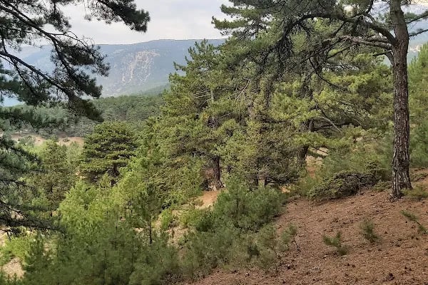 Cankurtaran Honaz Milli Parkı - Resim 8