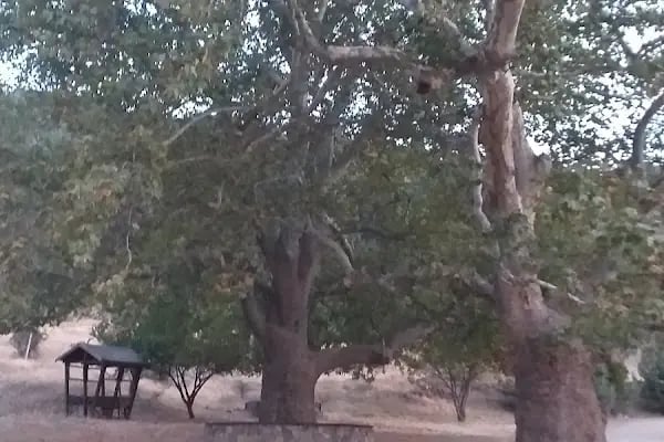 Cankurtaran Honaz Milli Parkı - Resim 15