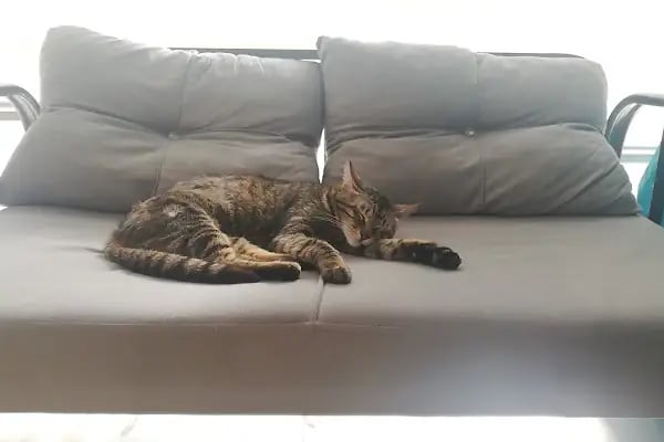 LUCET VETERİNER KLİNİĞİ - Resim 18