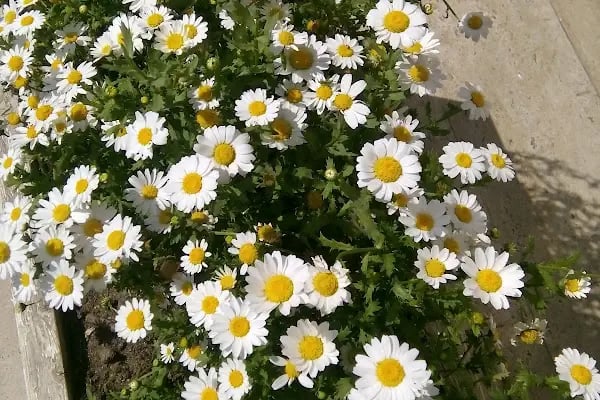 Namık Kemal Üniversitesi Çorlu Myo - Resim 20
