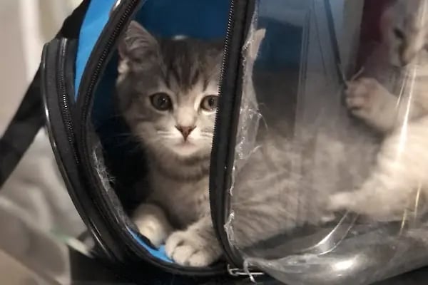 Petlife Veteriner Kliniği - Resim 17